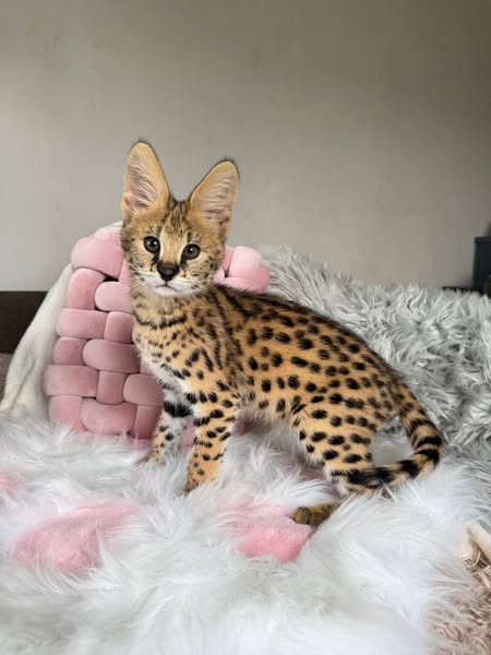 africanservalkitten