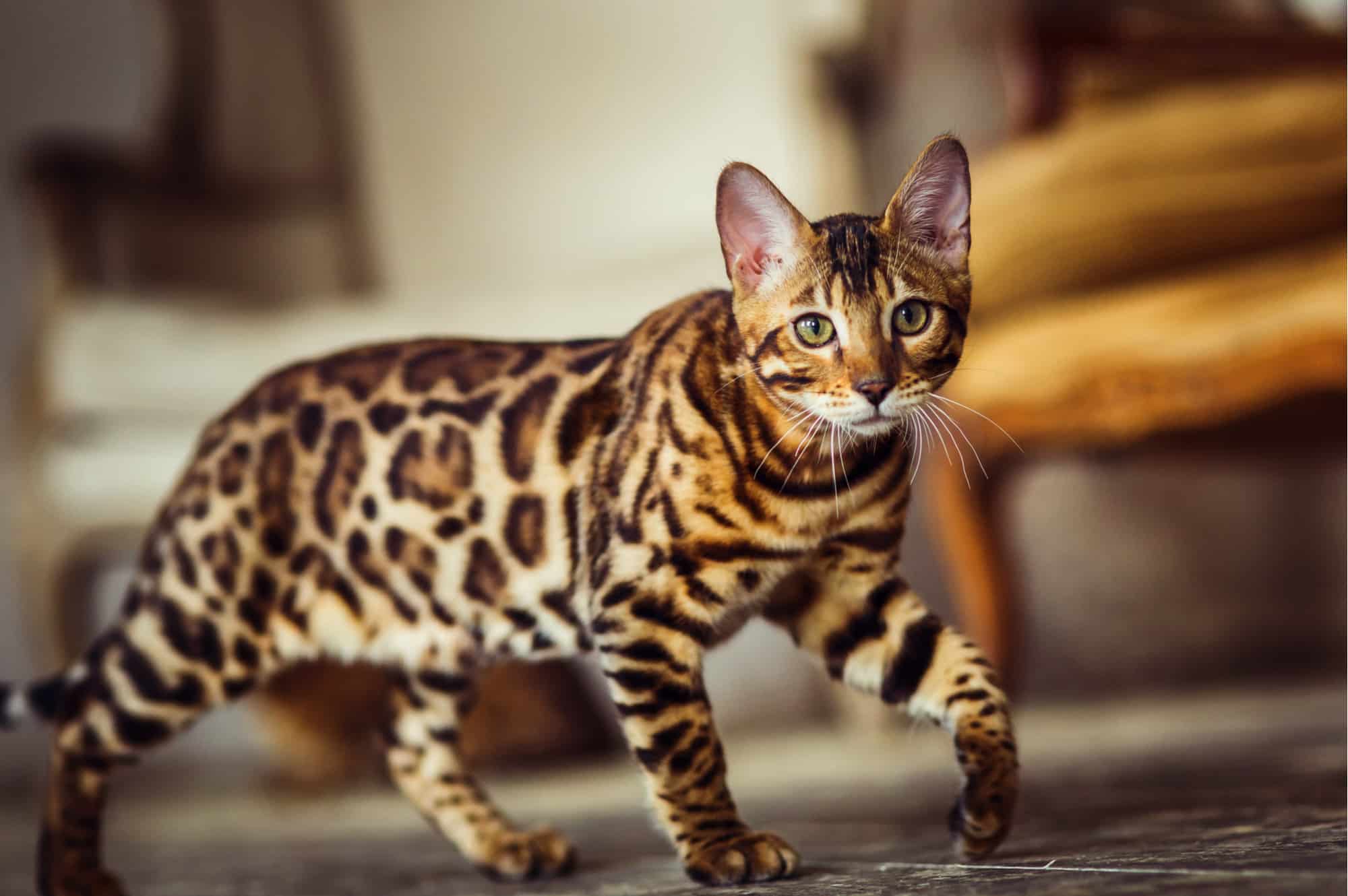 Brown/Snow/Silver/Charcoal Bengal Kittens 17743785680