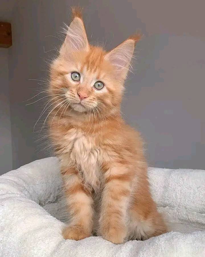 maxmainecoon