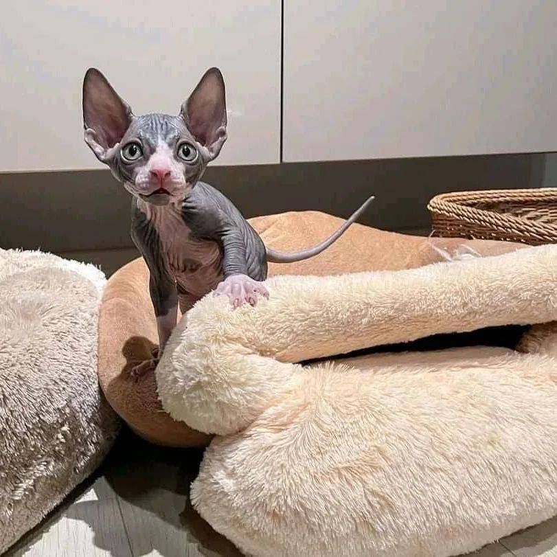 sphynx1